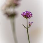Solitair Solitair