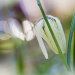 Kievitsbloem wit Kievitsbloem wit
