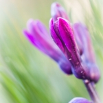 spring spring