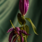 Stilleven enkele bloem Stilleven enkele bloem