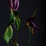 Stilleven enkele bloem.2 Stilleven enkele bloem.2