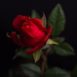 Roos Roos