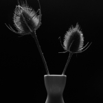 Distel Distel