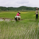 Điện Biên Phủ: Het planten van de rijst