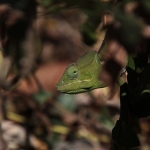 Andringitra N.P.: Kameleon