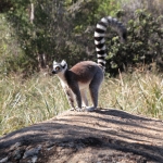 Andringitra N.P.: Ringstaartmaki (Lemur catta)