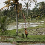 Lombok: Rijstvelden
