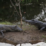 Pantanal: Brilkaaiman (Caiman crocodilus)