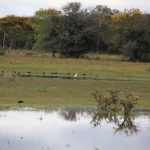 Pantanal: Roze Lepelaar (Platalea Ajaja)