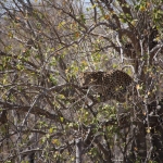 Khwai: Luipaard (Panthera Pardus)