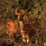 Queen Elizabeth National Park: Bosbok (Tragelaphus Scriptus)