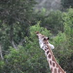Lake Mburo National Park: Rothschildgiraffe (Giraffa Camelopardalis Rothschildi)