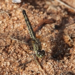 Grondlibelle (Brachythemis Leucosticta) Female