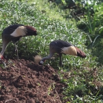 Grijze Kroonkraanvogel (Balearica Regulorum)