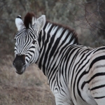 Khama Rhino Sanctuary: Zebra (Equus Quagga).0004 Khama Rhino Sanctuary: Zebra (Equus Quagga).0004