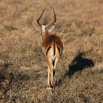 Khama Rhino Sanctuary: Impala (Aepyceros Melampus).0010 Khama Rhino Sanctuary: Impala (Aepyceros Melampus).0010