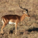 Khama Rhino Sanctuary: Impala (Aepyceros Melampus).0011 Khama Rhino Sanctuary: Impala (Aepyceros Melampus).0011