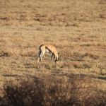 Khama Rhino Sanctuary: Springbok (Antidorcas Marsupialis).0006 Khama Rhino Sanctuary: Springbok (Antidorcas Marsupialis).0006