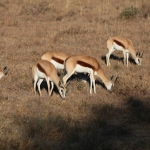 Khama Rhino Sanctuary: Springbok (Antidorcas Marsupialis).0012 Khama Rhino Sanctuary: Springbok (Antidorcas Marsupialis).0012