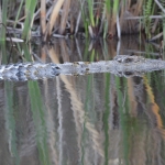 Inner Delta: Nijlkrokodil (Crocodylus Niloticus).0105 Inner Delta: Nijlkrokodil (Crocodylus Niloticus).0105