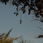 Inner Delta: Worstenboom (Kigelia Africana) 0118 Inner Delta: Worstenboom (Kigelia Africana) 0118