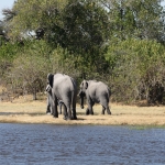 Khwai: Afrikaans Olifant (Loxodonta Africana).0135 Khwai: Afrikaans Olifant (Loxodonta Africana).0135