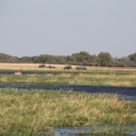 Khwai: Afrikaans Olifant (Loxodonta Africana).0139 Khwai: Afrikaans Olifant (Loxodonta Africana).0139