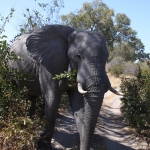 Khwai: Afrikaans Olifant (Loxodonta Africana).0157 Khwai: Afrikaans Olifant (Loxodonta Africana).0157