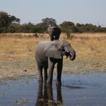 Khwai: Afrikaans Olifant (Loxodonta Africana).0166 Khwai: Afrikaans Olifant (Loxodonta Africana).0166