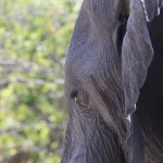 Khwai: Afrikaans Olifant (Loxodonta Africana).0174 Khwai: Afrikaans Olifant (Loxodonta Africana).0174