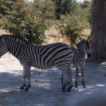 Khwai: Zebra (Equus Quagga).0180 Khwai: Zebra (Equus Quagga).0180