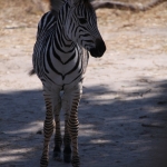 Khwai: Zebra (Equus Quagga).0182 Khwai: Zebra (Equus Quagga).0182
