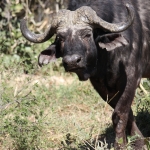 Khwai: Kafferbuffel (Syncerus Caffer).0228 Khwai: Kafferbuffel (Syncerus Caffer).0228