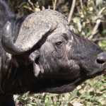 Khwai: Kafferbuffel (Syncerus Caffer).0229 Khwai: Kafferbuffel (Syncerus Caffer).0229