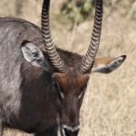 Khwai: Waterbok (Kobus Ellipsiprymnus).0233 Khwai: Waterbok (Kobus Ellipsiprymnus).0233