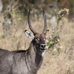 Khwai: Waterbok (Kobus Ellipsiprymnus).0235 Khwai: Waterbok (Kobus Ellipsiprymnus).0235