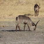 Khwai: Waterbok (Kobus Ellipsiprymnus).0237 Khwai: Waterbok (Kobus Ellipsiprymnus).0237