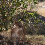 Khwai: Leeuw ( Panthera Leo).0190 Khwai: Leeuw ( Panthera Leo).0190