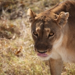 Khwai: Leeuw ( Panthera Leo).0193 Khwai: Leeuw ( Panthera Leo).0193