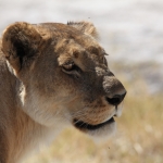 Khwai: Leeuw ( Panthera Leo).0201 Khwai: Leeuw ( Panthera Leo).0201