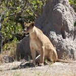 Khwai: Leeuw ( Panthera Leo).0206 Khwai: Leeuw ( Panthera Leo).0206