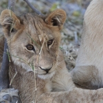 Khwai: Leeuw ( Panthera Leo).0216 Khwai: Leeuw ( Panthera Leo).0216
