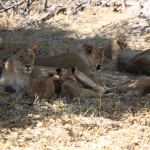Khwai: Leeuw ( Panthera Leo).0218 Khwai: Leeuw ( Panthera Leo).0218