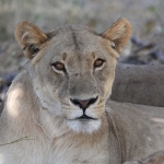 Khwai: Leeuw ( Panthera Leo).0219 Khwai: Leeuw ( Panthera Leo).0219