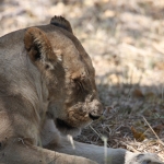 Khwai: Leeuw ( Panthera Leo).0223 Khwai: Leeuw ( Panthera Leo).0223