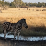 Moremi: Zebra (Equus Quagga).0275 Moremi: Zebra (Equus Quagga).0275