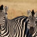 Moremi: Zebra (Equus Quagga).0279 Moremi: Zebra (Equus Quagga).0279