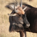Moremi: Wildebeest (Connochaetes Taurinus ).0281 Moremi: Wildebeest (Connochaetes Taurinus ).0281