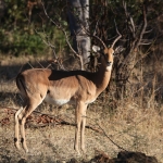 Moremi: Impala (Aepyceros Melampus).0309 Moremi: Impala (Aepyceros Melampus).0309
