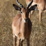 Moremi: Impala (Aepyceros Melampus).0404 Moremi: Impala (Aepyceros Melampus).0404